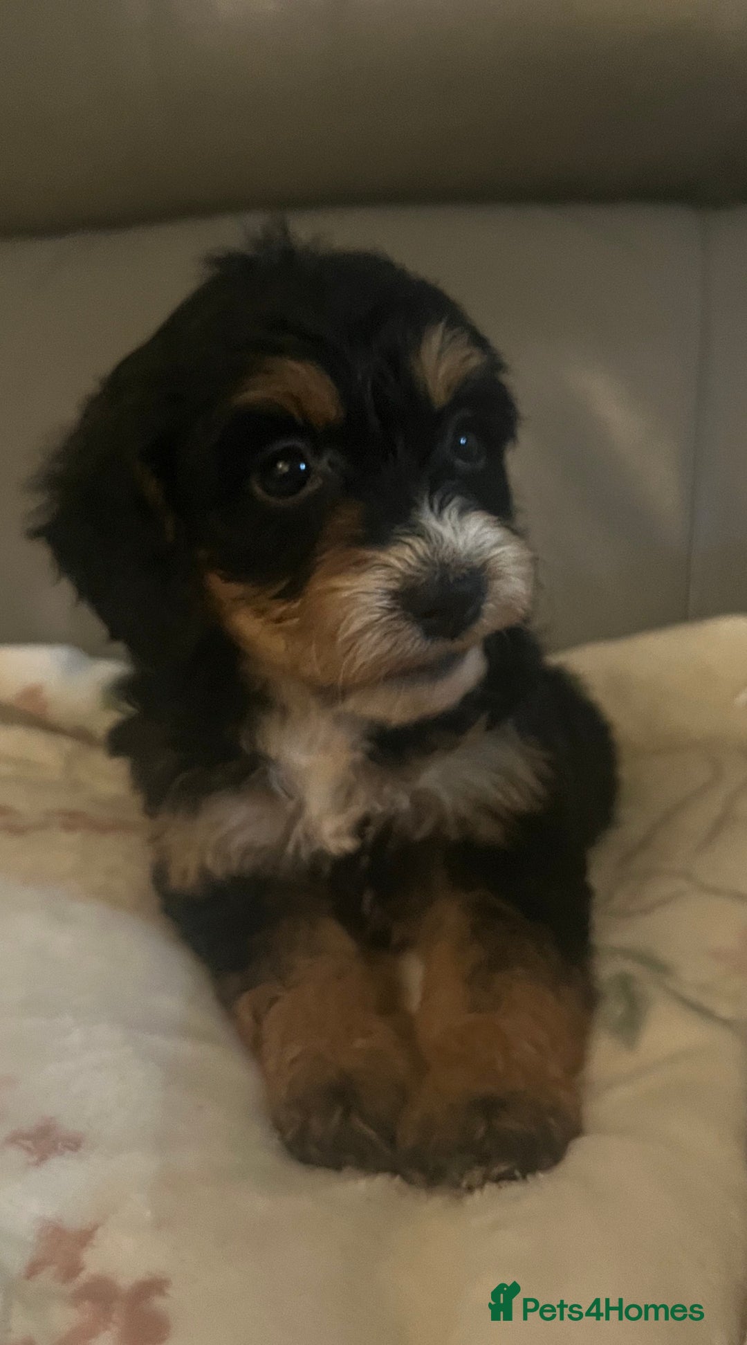 Cockapoo dogs for sale: 5 beautiful F1 cockerpoos  - Image 26