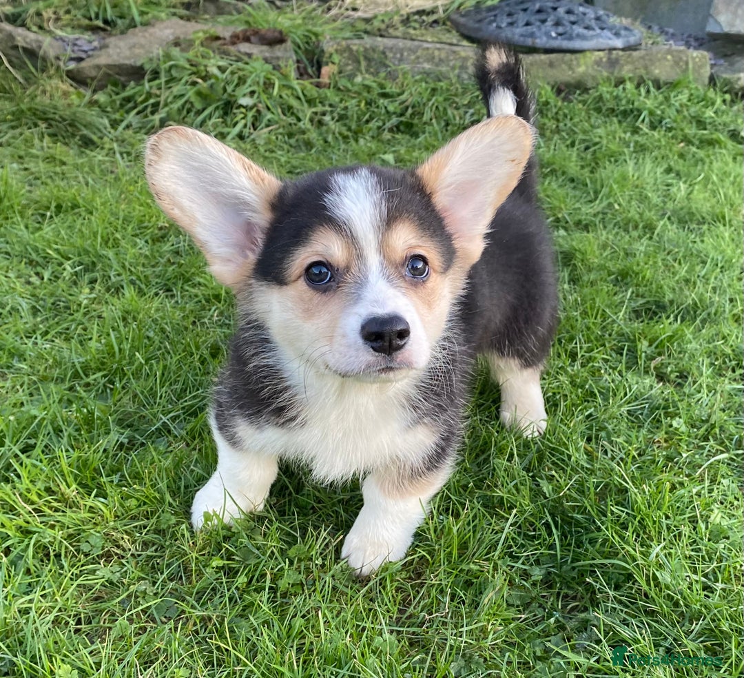 Welsh Corgi Pembroke dogs for sale: 5 KC Reg champ bloodlines & health tested parents - Advert 5