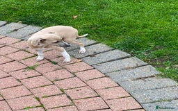 Mixed Breed dogs for sale: 2 beautiful Italian greyhounds  - Image 12