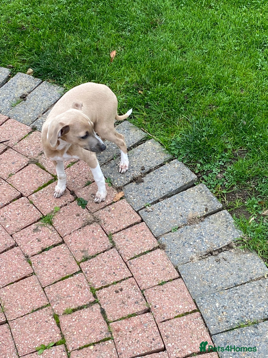 Mixed Breed dogs for sale: 2 beautiful Italian greyhounds  - Image 12