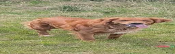 Golden Retriever dogs for sale: Dark golden retriever puppies. Repeat mating  - Advert 3
