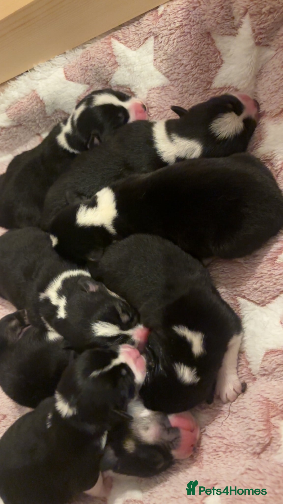 Welsh Corgi Pembroke dogs for sale: Stunning champion breed Tri Corgi Puppies  - Advert 14