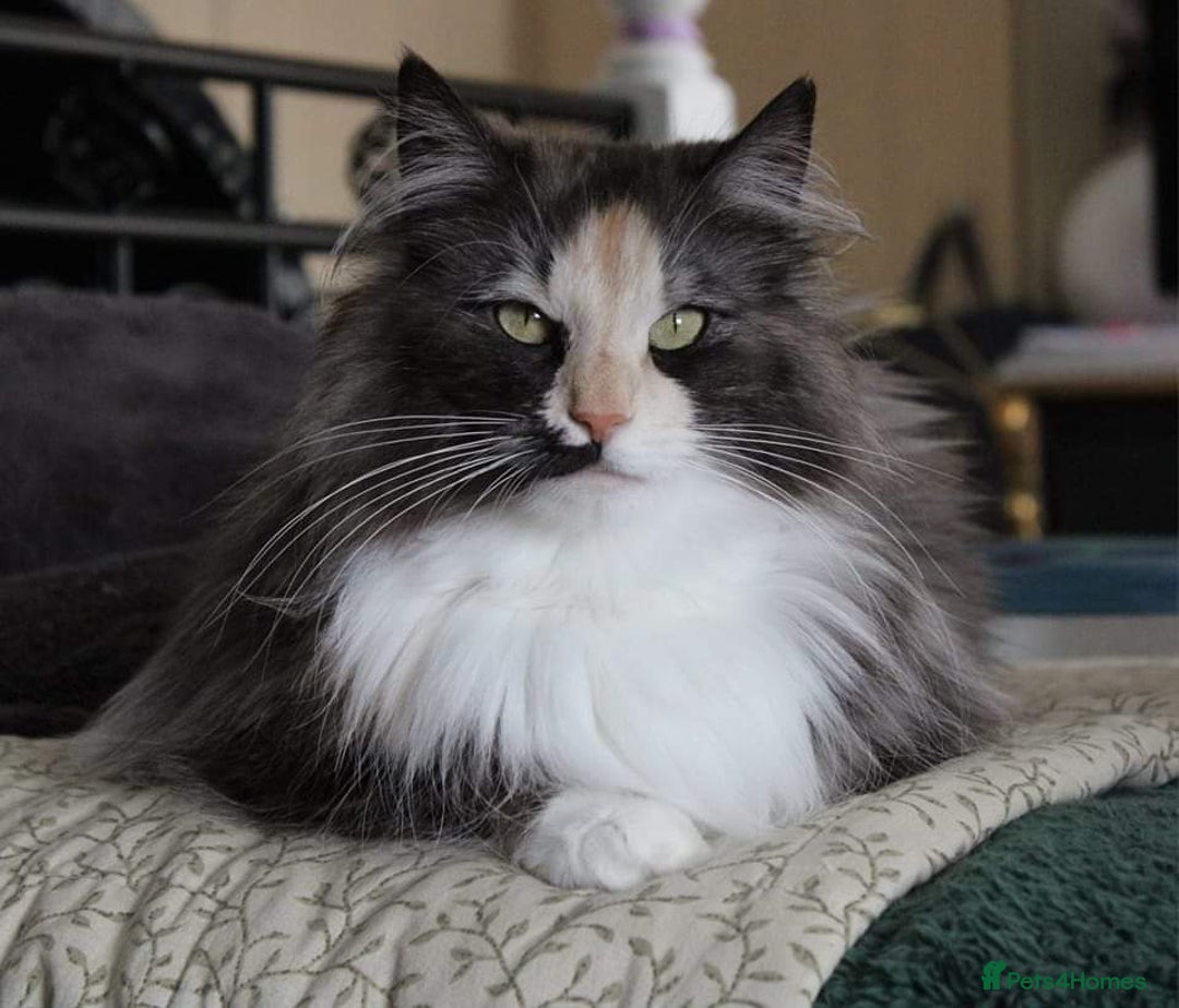 Norwegian Forest Cat cats for sale: Full pedigreed Norwegian forest cats  - Image 9