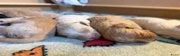 Cockapoo dogs for sale: Beautiful cockapoo puppies 🐶  - Advert 8