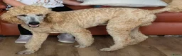 Standard Poodle dogs for stud: Standard Poodle for stud in Middlesbrough - Advert 7