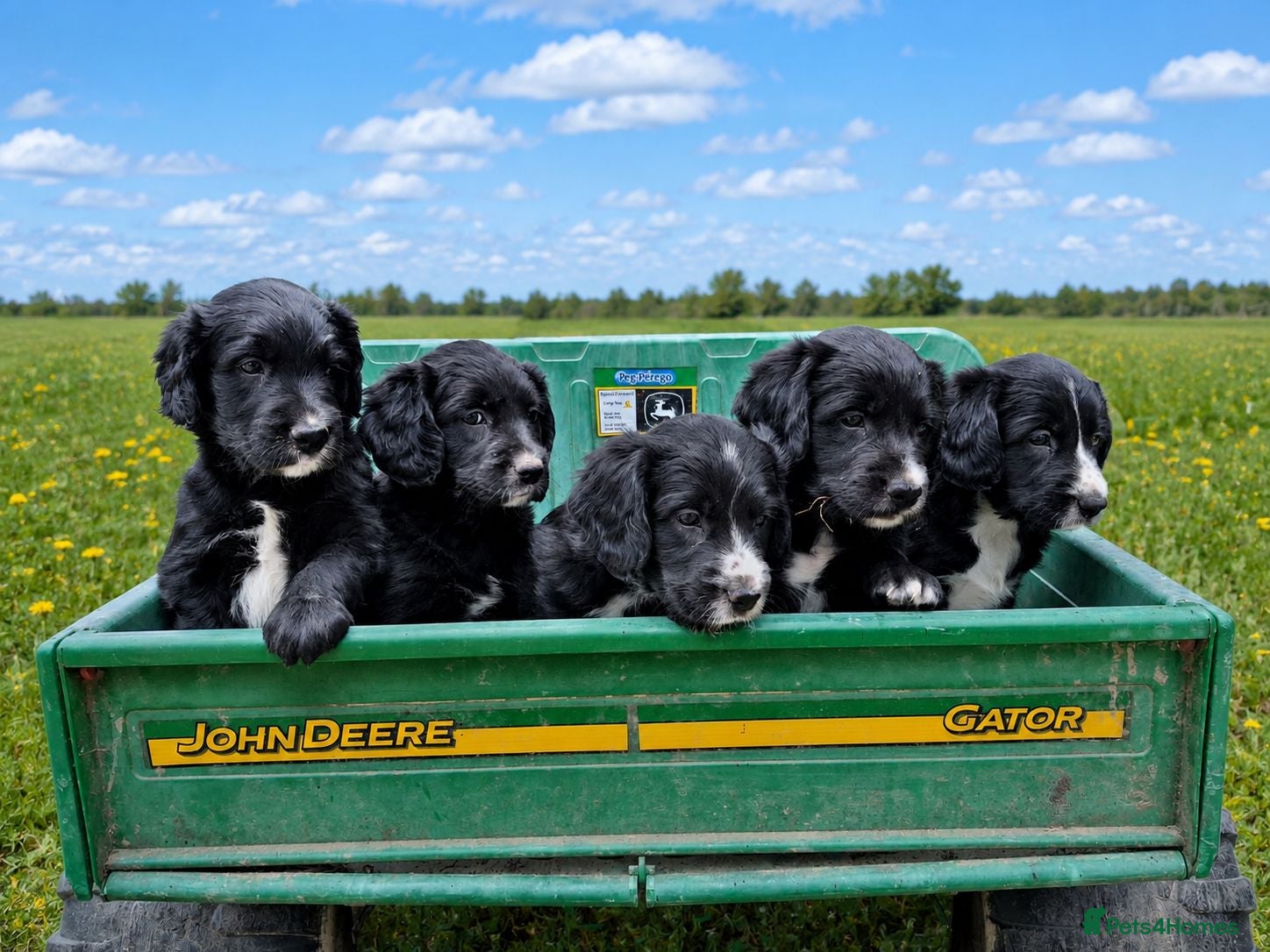 Sprollie dogs * Ready to leave * Beautiful puppies - Advert 1