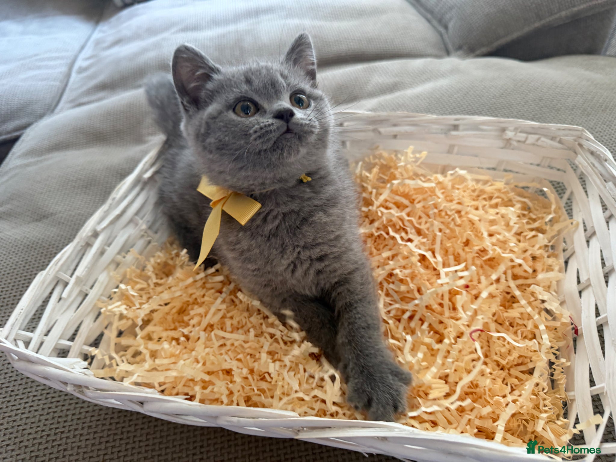 British Shorthair cats Ready now GCCF registered British shorthair kitten - Advert 1