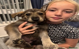 German Shepherd dogs for sale: Beautiful GSD boy - Image 1