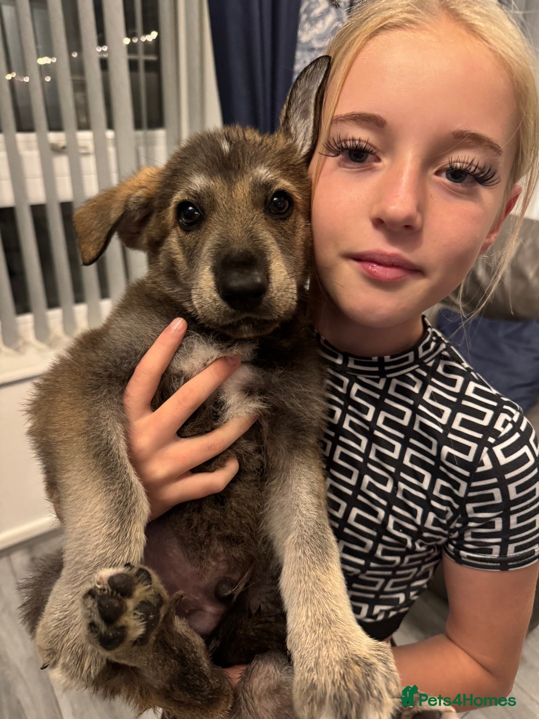 German Shepherd dogs for sale: Beautiful GSD boy - Image 1