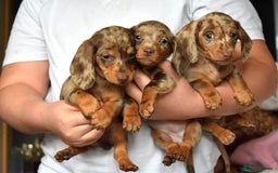Dachshund dogs for sale: true miniature dachshund puppies ready now  - Image 13