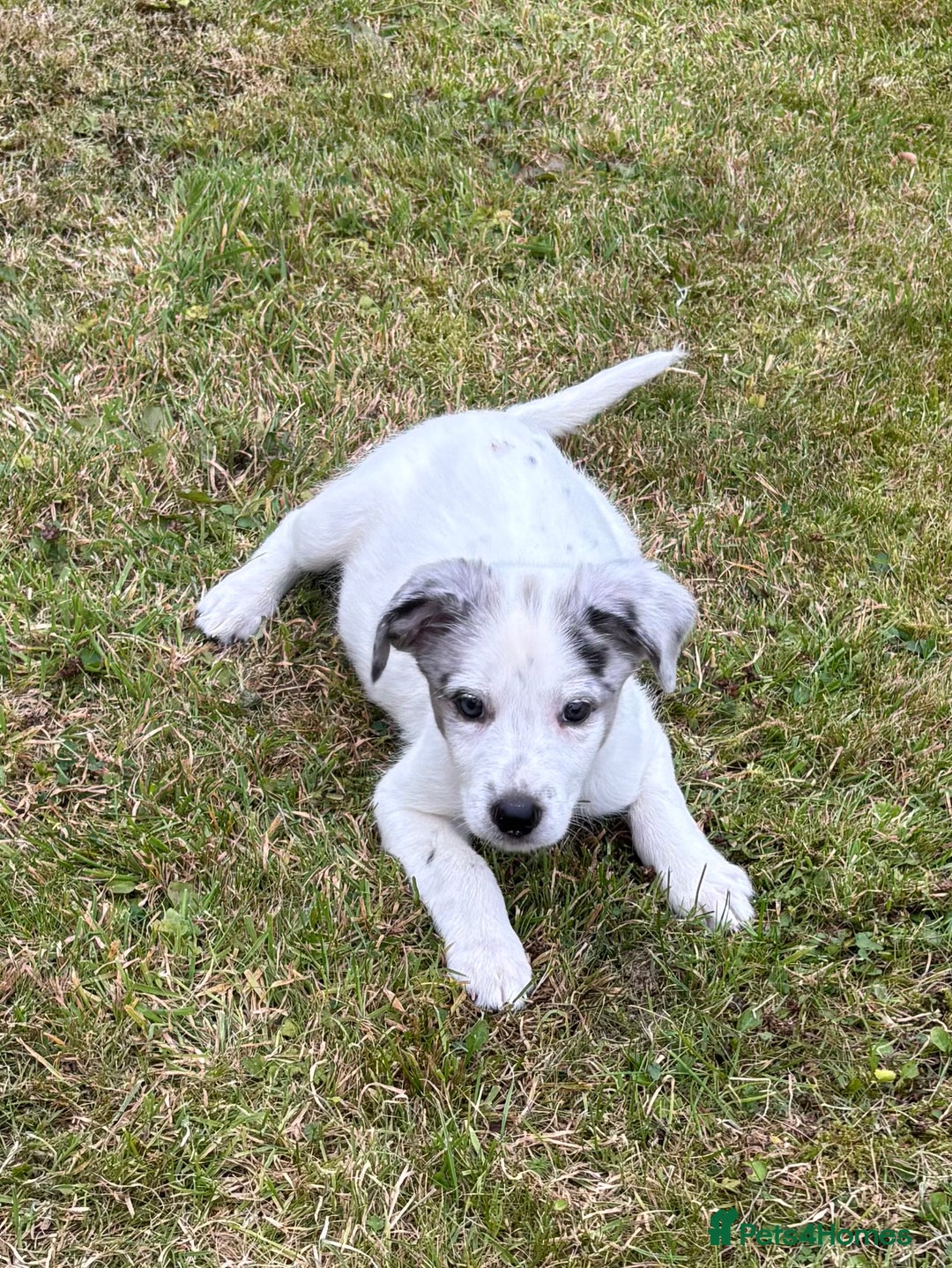 Border Collie dogs for sale: 2 puppies left/1 white Merle and black and white . - Image 16