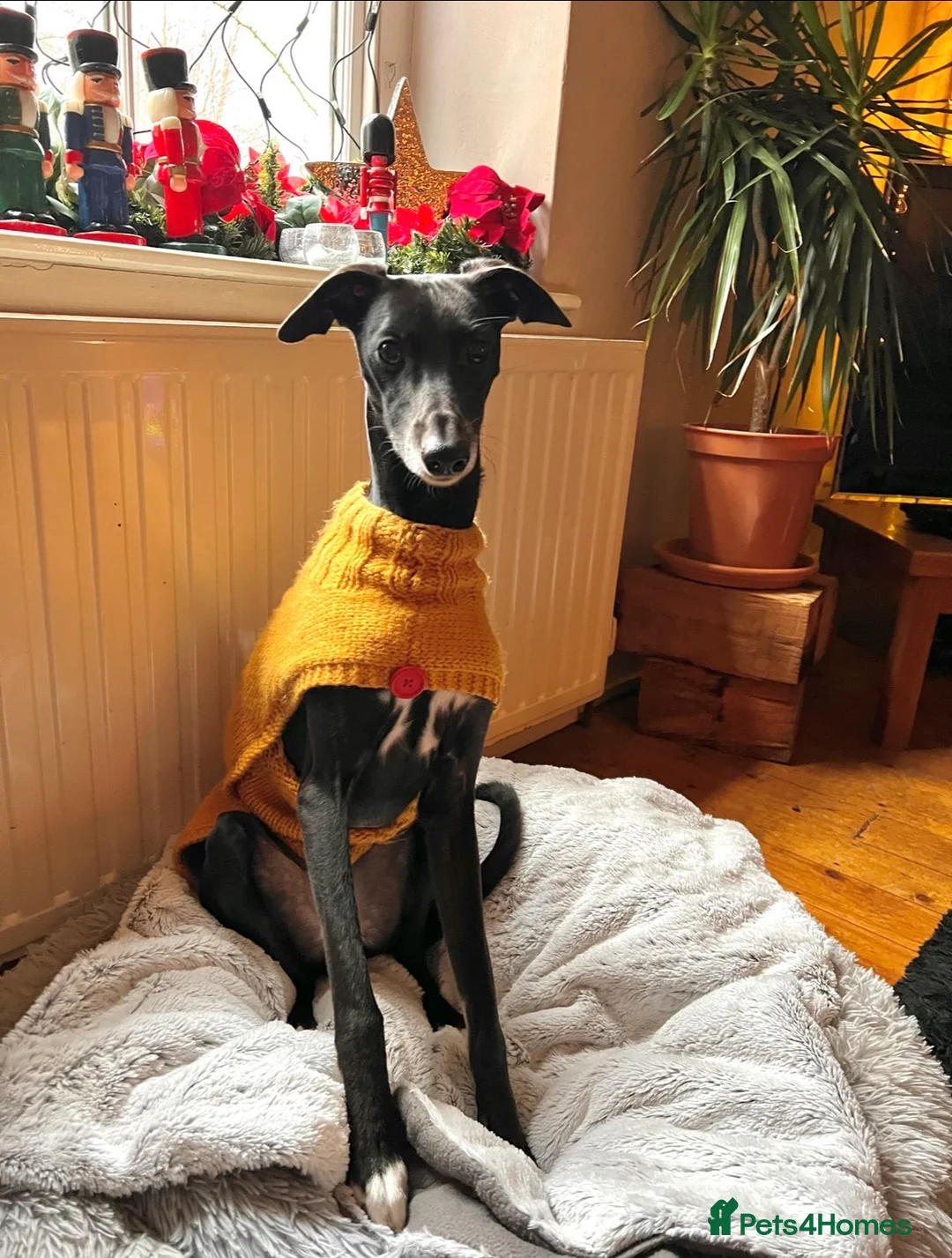 Mixed Breed dogs for sale: 4yo male whippet urgently needs a home  - Advert 1