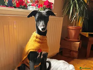 Mixed Breed dogs 4yo male whippet urgently needs a home - Advert 1