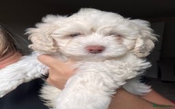 Maltipoo dogs for sale: Unique maltipoo litter 🐶🩷🩵 - Image 1