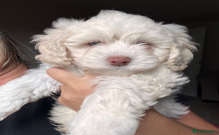 Maltipoo dogs - Advert 1