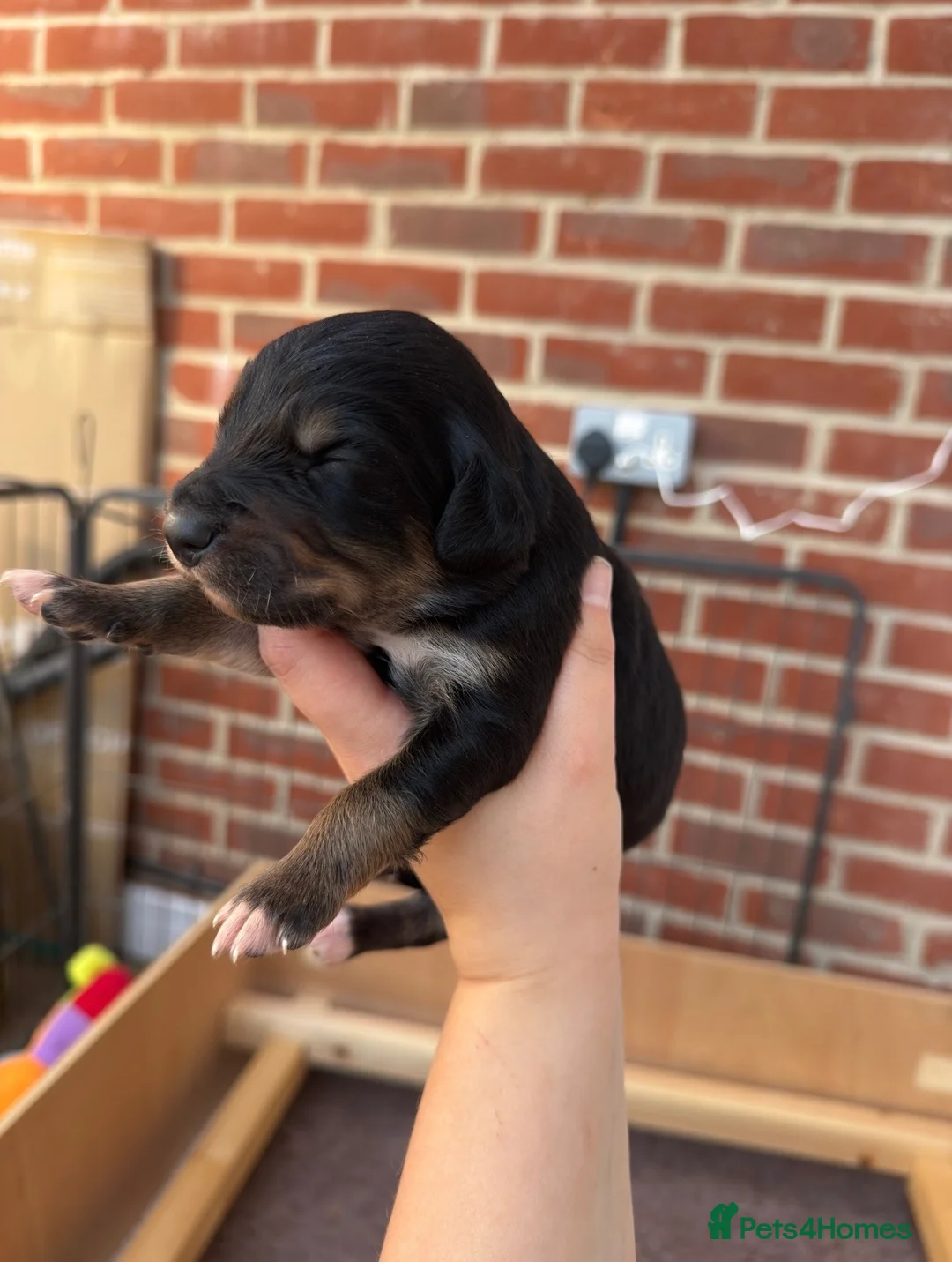 Mixed Breed dogs for sale: Cocker cross Collie puppies in Gosport - Advert 9