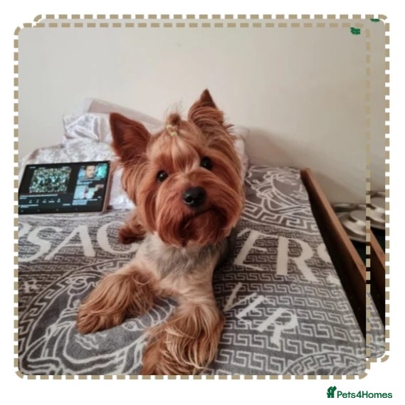 Yorkshire Terrier dogs Yorkshire Terrier for stud CHICO - Advert 1