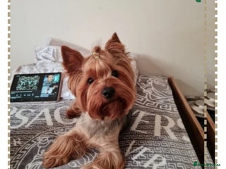 Yorkshire Terrier dogs - Advert 3