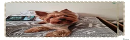 Yorkshire Terrier dogs for stud: Yorkshire Terrier for stud CHICO - Advert 1