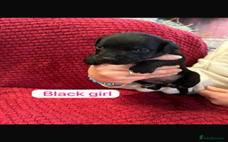 Patterdale Terrier dogs for sale: Quality Patterdale Terrier Puppies  - Advert 8