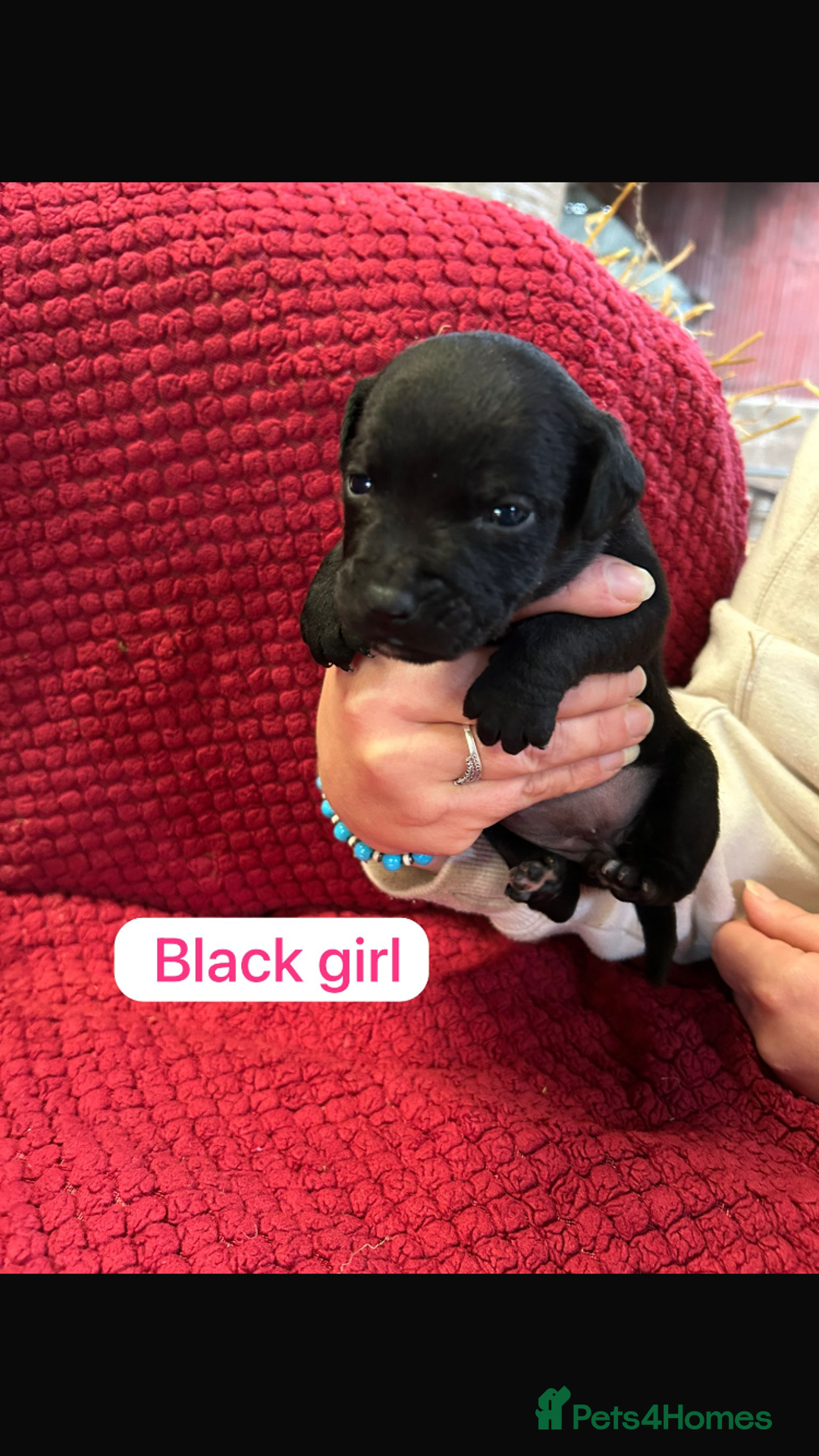 Patterdale Terrier dogs for sale: Quality Patterdale Terrier Puppies  - Advert 8