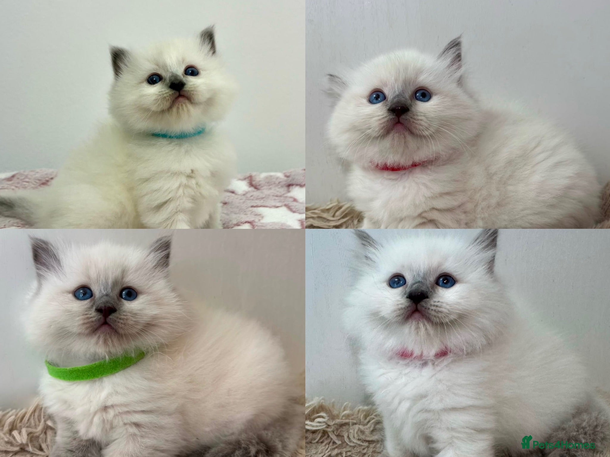 Ragdoll cats 4 FEMALE RAGDOLL KITTENS | PARENTS GCCF REGISTERED - Advert 1