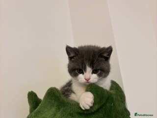 British Shorthair cats 🧸3 Remaining Chunky British Shorthair Kittens🧸 - Advert 16