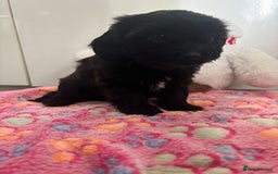 Mixed Breed dogs for sale: Shihpoo cross pups ready to leave  - Advert 7