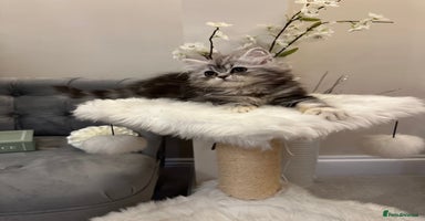 British Shorthair cats - Advert 3