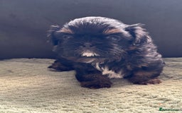 Shih Tzu dogs for sale: LAST BOY LEFT Imperial shih tzu dobies - Image 13