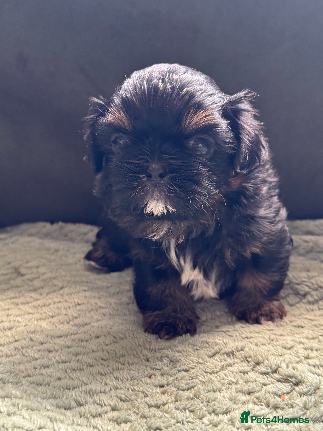 Shih Tzu dogs for sale: LAST BOY LEFT Imperial shih tzu dobies - Image 13