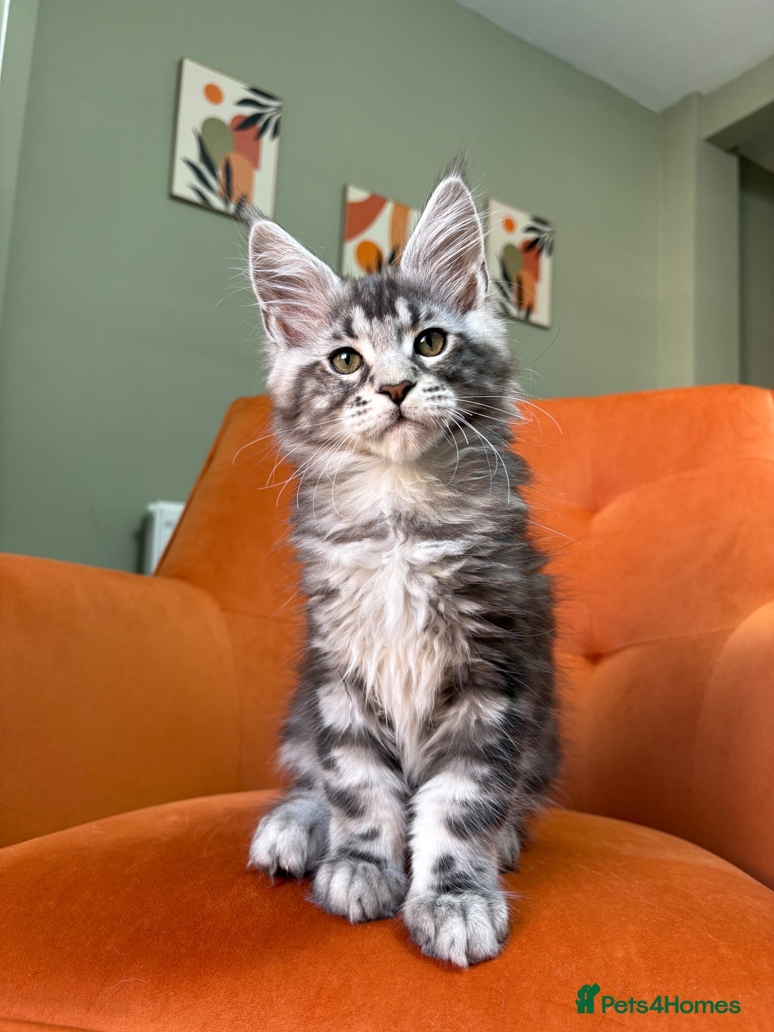 Maine Coon cats Champion bloodlines✨Breathtaking Maine Coon beauty - Advert 1