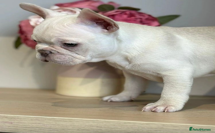 French Bulldog dogs - Advert 11