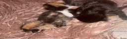 Mixed Breed cats for sale: Kittens - Advert 2