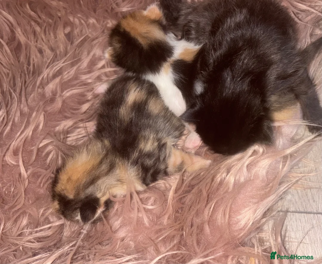 Mixed Breed cats for sale: Kittens - Advert 2