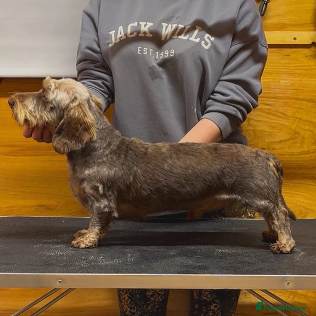 Miniature Dachshund dogs for stud: Choc & Tan Miniature wire haired Dachshund stud - Advert 2