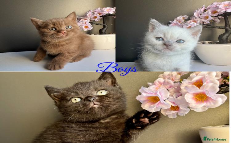 British Shorthair cats British shorthair kittens  - Advert 3