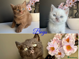 British Shorthair cats British shorthair kittens - Advert 8