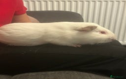 Guinea Pig rodents for sale: Boy guinea pigs  - Image 3