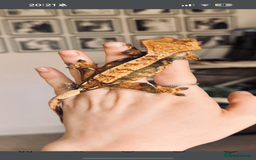 Gecko reptiles for sale: Beautiful Female Harlequin/Pinstripe Dal  - Image 4