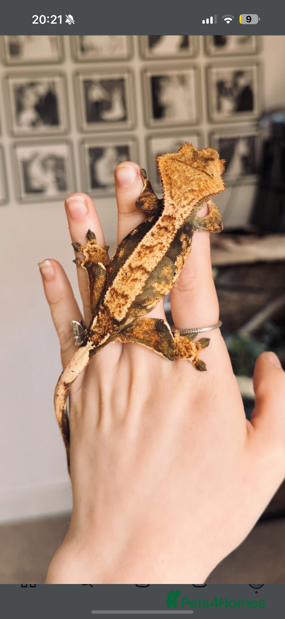 Gecko reptiles for sale: Beautiful Female Harlequin/Pinstripe Dal  - Image 4