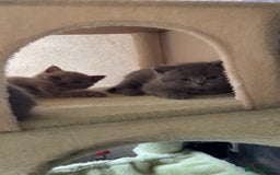 British Shorthair cats for sale: British short hair kittens - Image 10