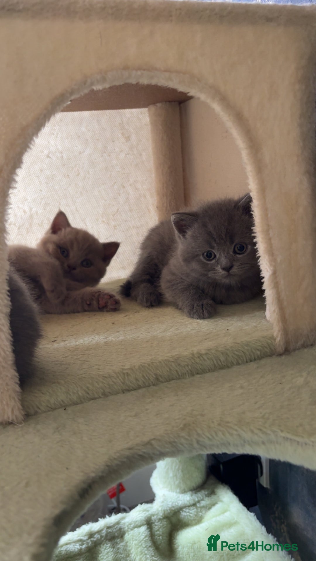 British Shorthair cats for sale: British short hair kittens - Image 10
