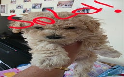 Maltipoo dogs for sale: Maltipoo/toy poodle  - Image 11