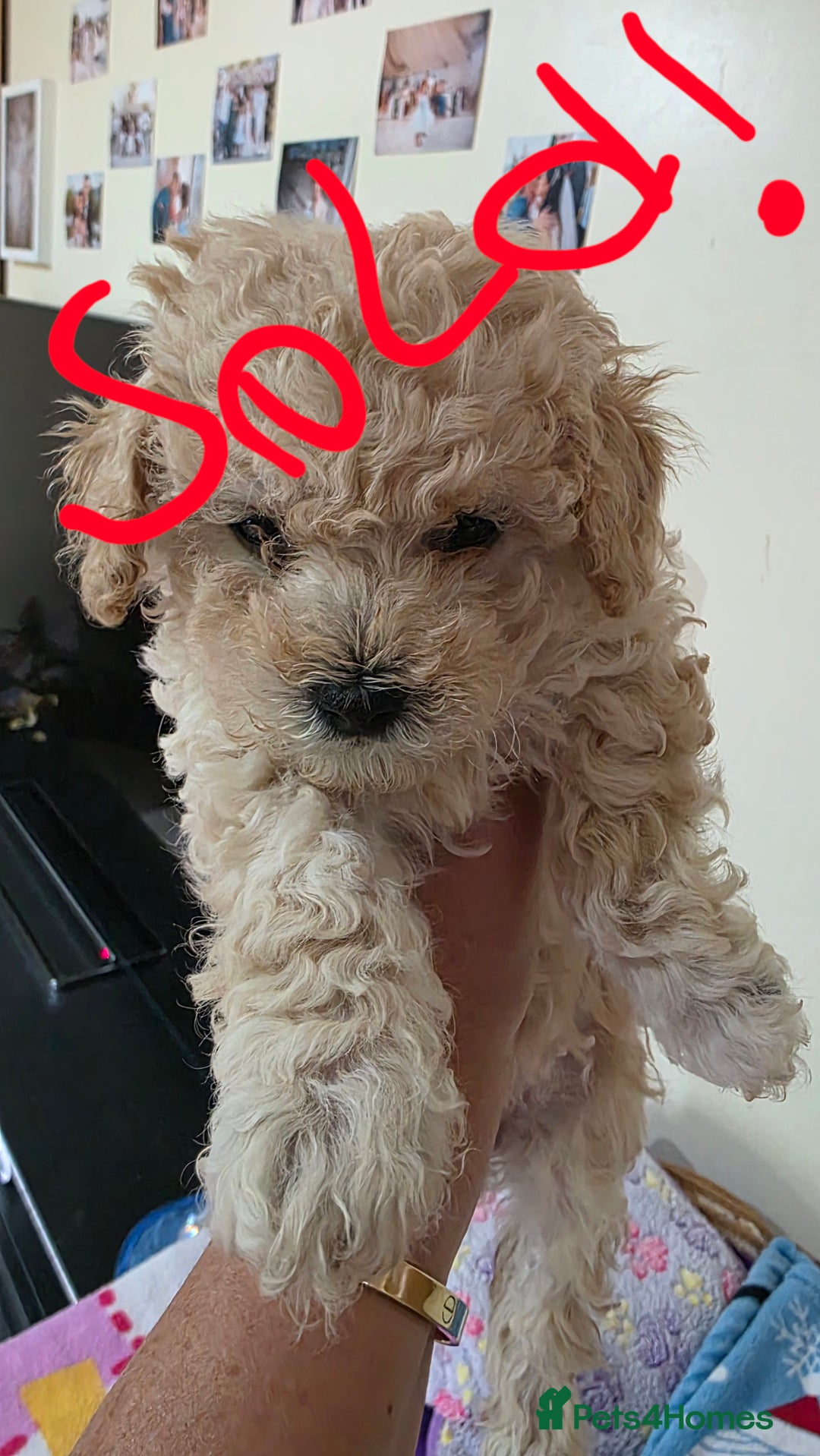 Maltipoo dogs for sale: Maltipoo/toy poodle  - Image 11