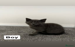 Mixed Breed cats for sale: 6 kittens for sale - Image 1