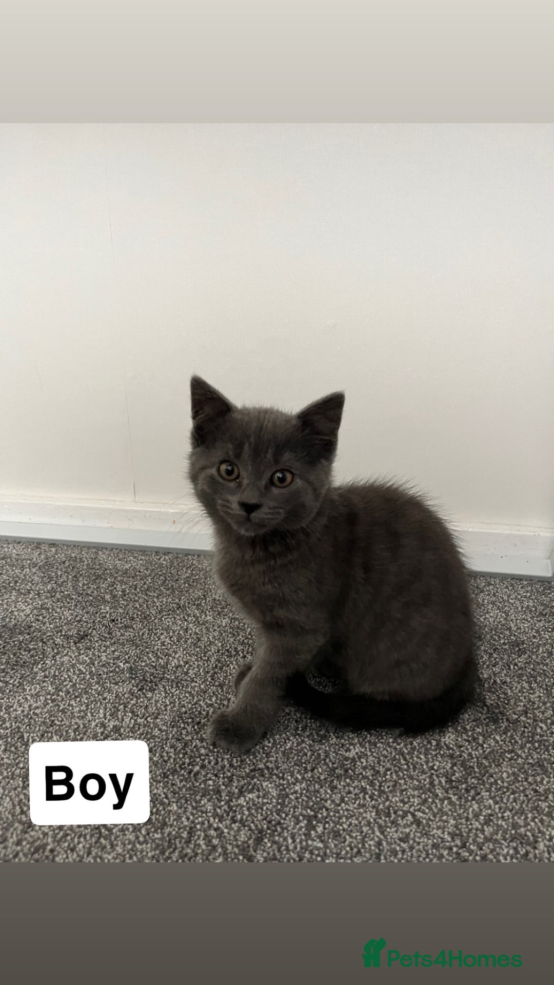 Mixed Breed cats for sale: 6 kittens for sale - Image 1