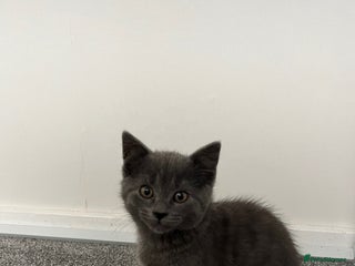 Mixed Breed cats - Advert 8