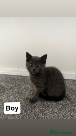 Mixed Breed cats - Advert 12