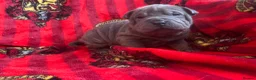 Shar Pei dogs for sale: Kc registered Shar pei babies too quality  - Advert 5